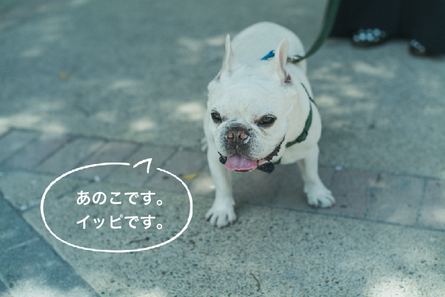 ブヒッシュ・トウキョウ