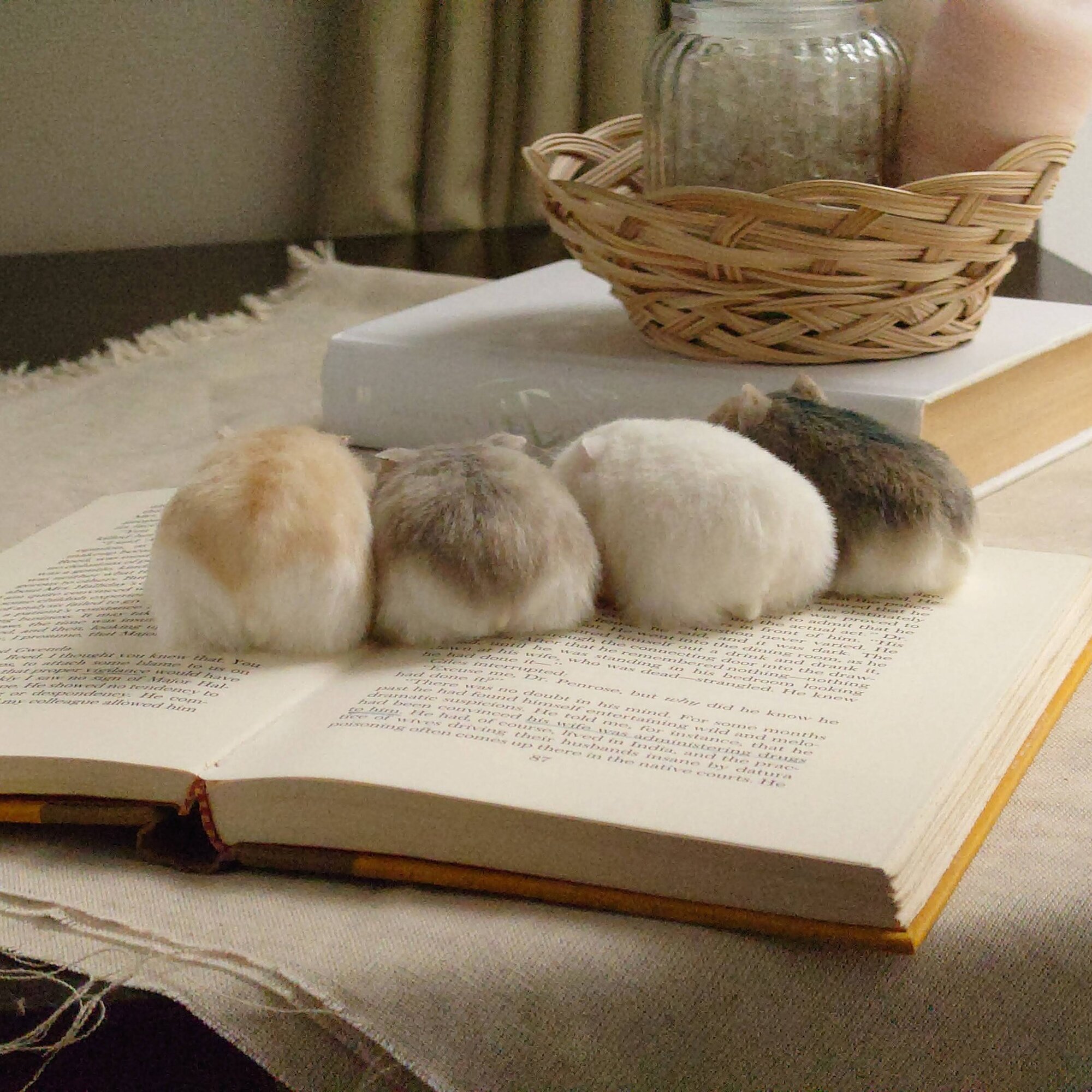 Hamster Country｜ハムスターカントリー