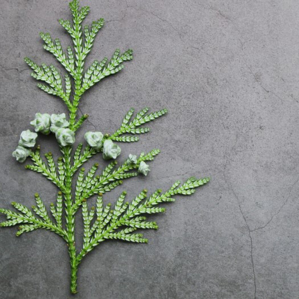 cocomaru 〜2026/1/15一部休業