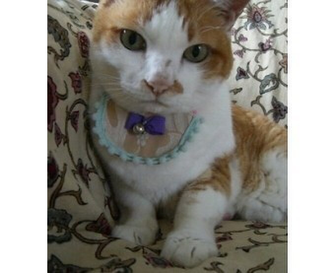 ねこのまえかえ屋