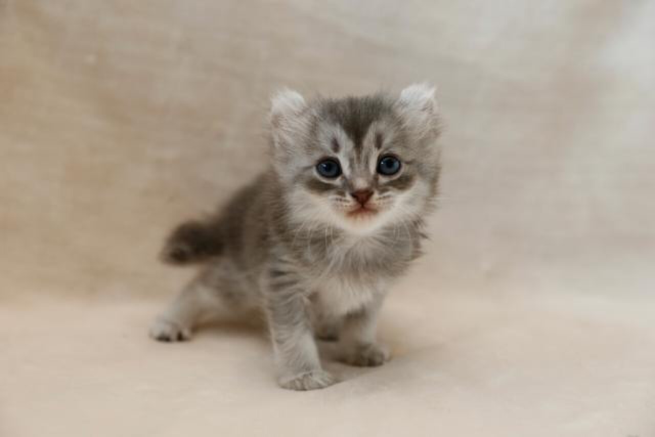 猫おじさんのデカパン屋