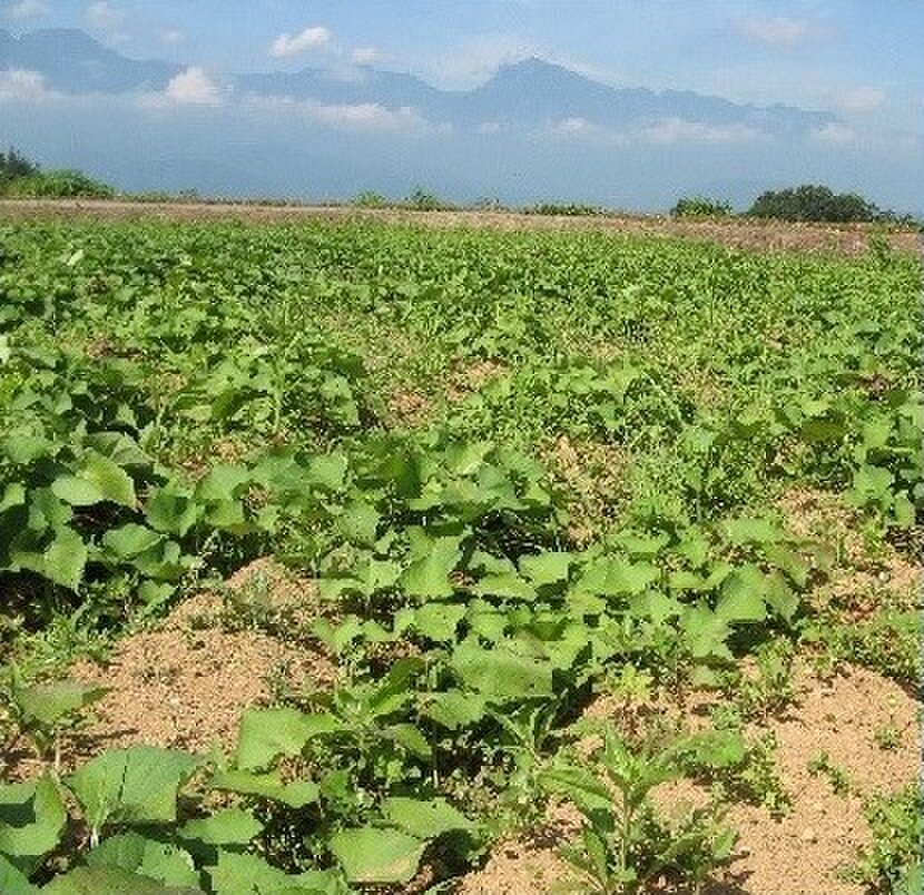 すこやかなわ農園