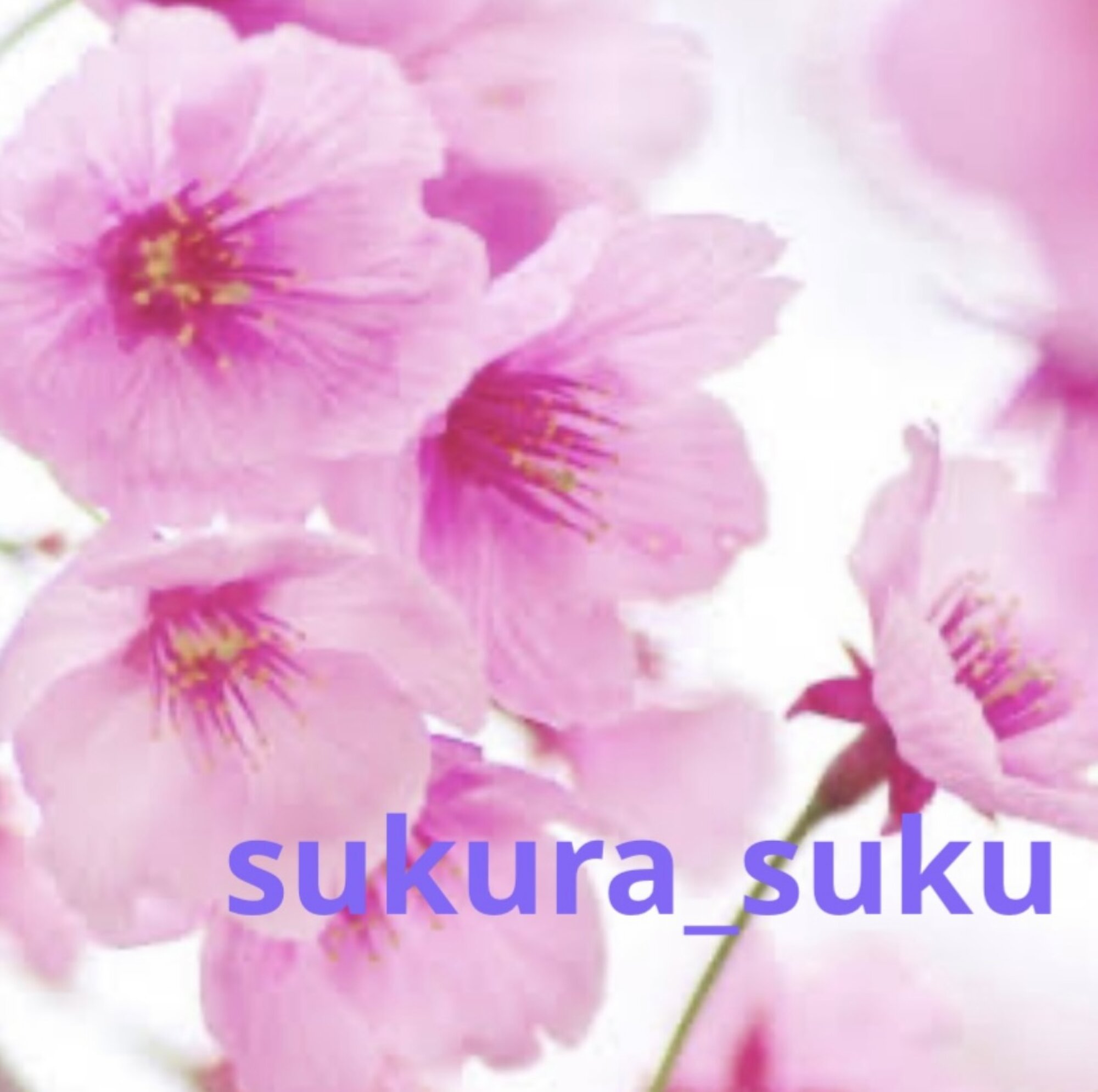 sakura_saku