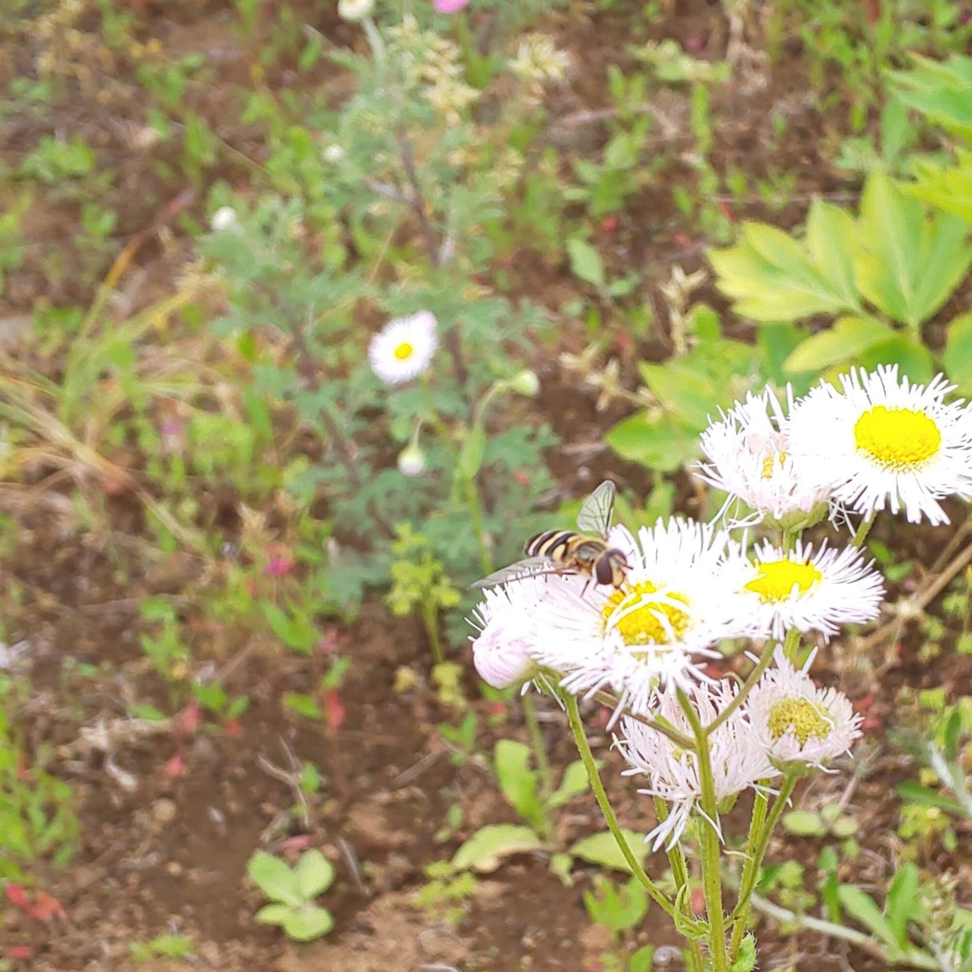 カルミア〜装身具〜