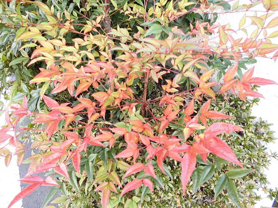 ギャラリー四季彩