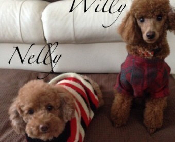 おっきいトイプーぽっちゃりママン