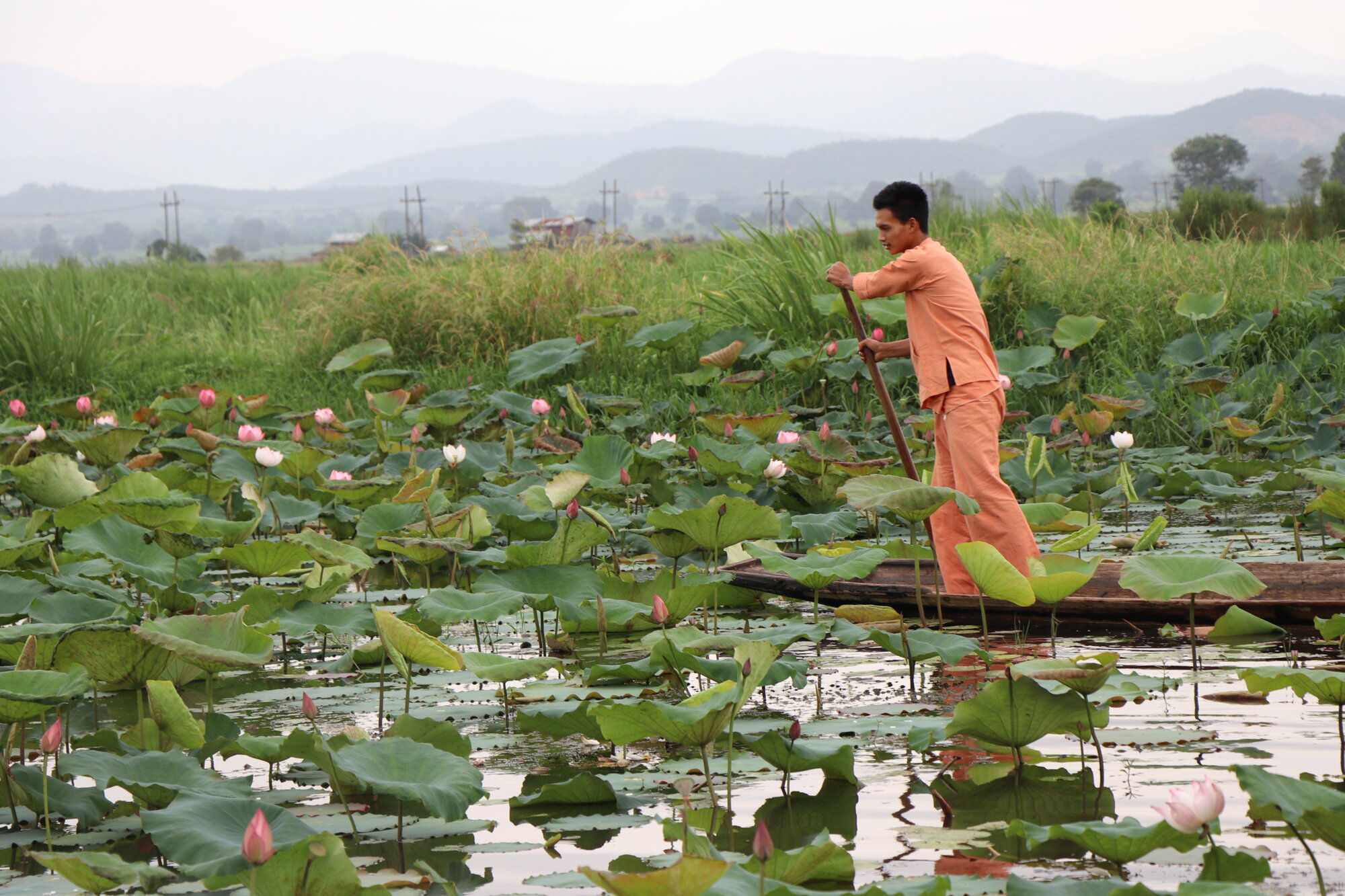 Lotus Myanmar