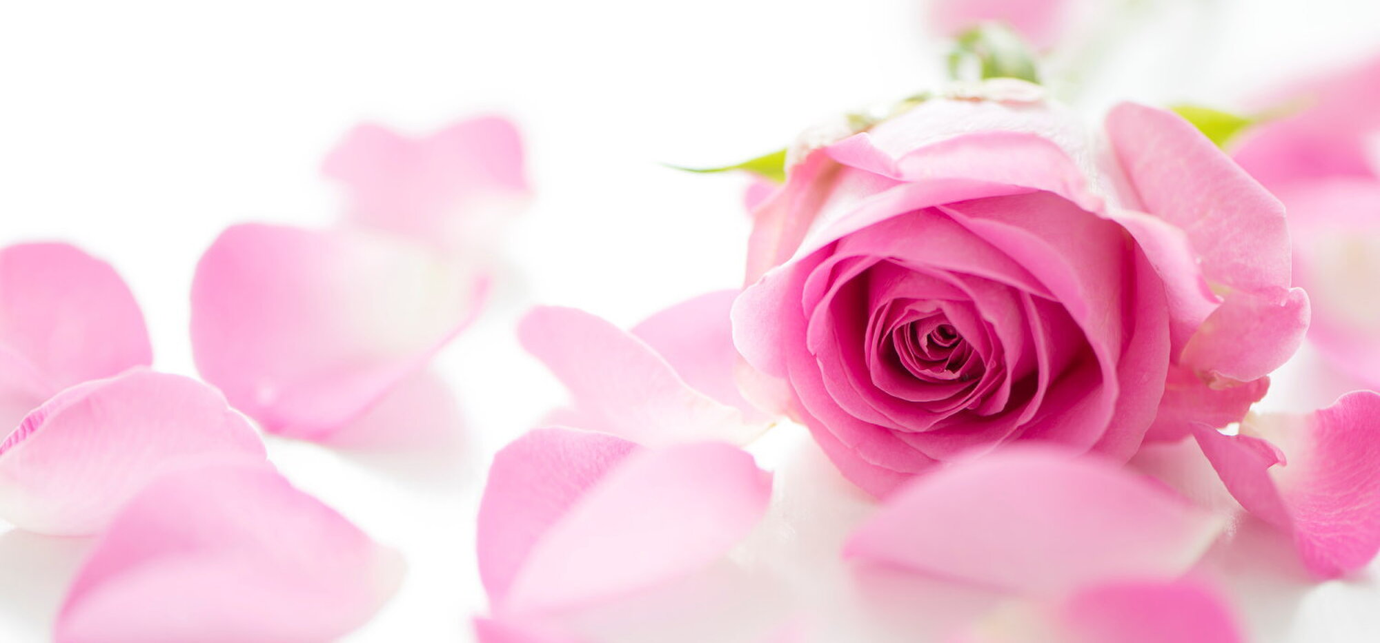 アトリエ ローズレーヌ