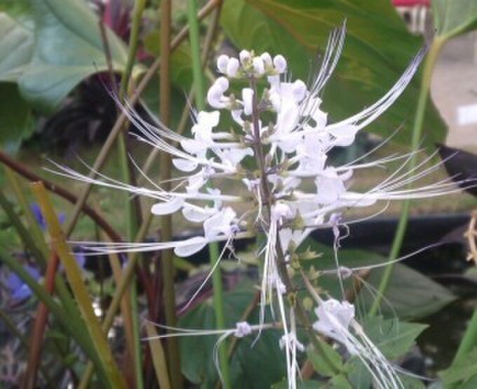 アトリエピリカ