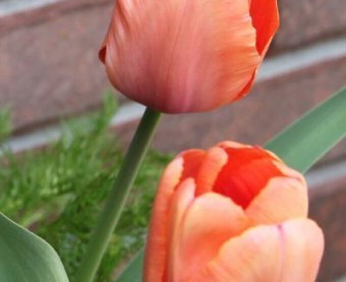 えむ　えむ　そうる