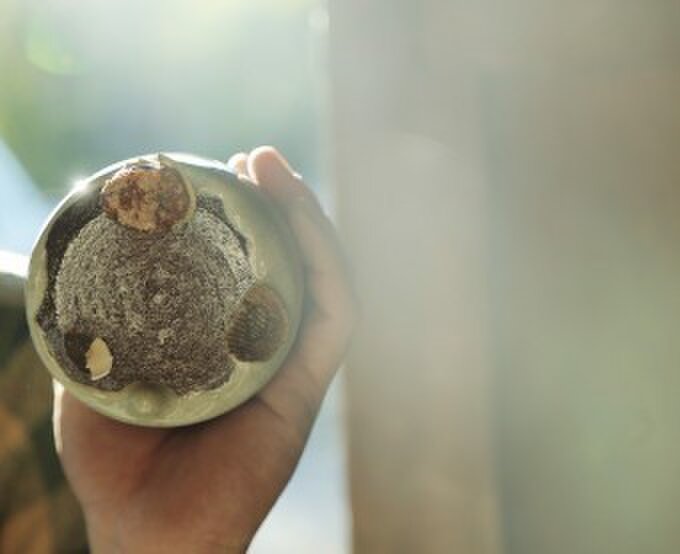 コウヅルユウタ