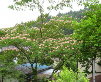 岸やよい 　合歓工房