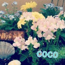 coco