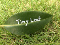 tiny leaf