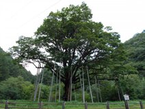 Tree house