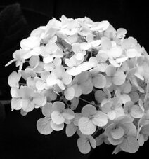 hydrangea