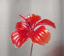 冬星