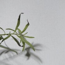 朝倉彫刻
