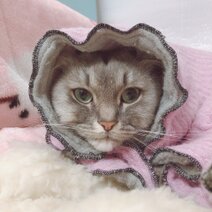 猫柄ショートパンツ オフホワイト ユニセックス | iichi 日々の