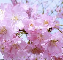 sakura_saku
