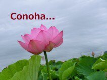 Conoha