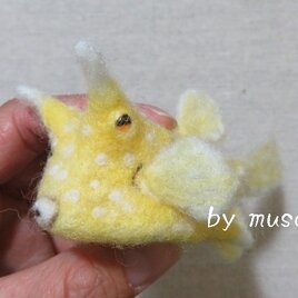 羊毛フグ（コンゴウフグ）