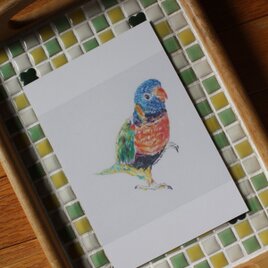 ゴシキセイガイインコのポストカード 　★１セット4 枚入り