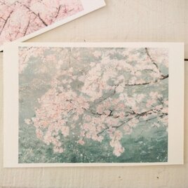 川の上に咲く桜 / postcard　2枚組の画像
