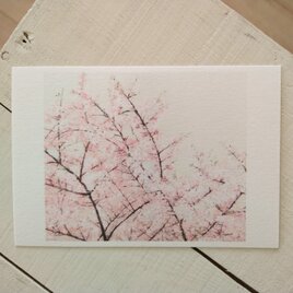 sakura / postcard 2枚組の画像