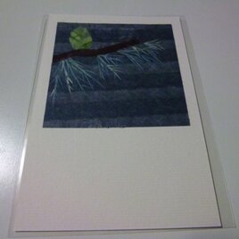 ヒマラヤスギの球果（ポストカード）の画像