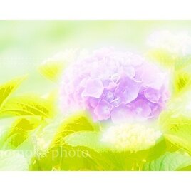 【すぴふぉと】AJ-3  　あ　じ　さ　い　〈はがきサイズ〉和紙印刷