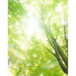 【すぴふぉと】KA-2  　帰る場所　　〈はがきサイズ〉和紙印刷