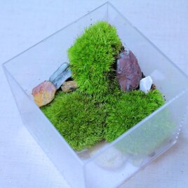 苔のテラリウム【コケリウム】山苔と自然石で魅せるキューブの世界の画像