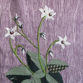 和布絵　～イワタバコ～