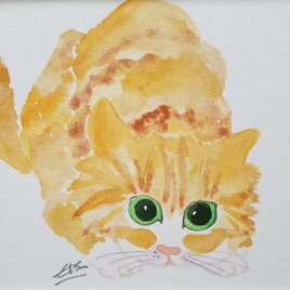 オレンジ猫の画像