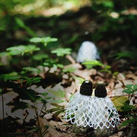 キヌガサタケのマグネット