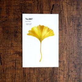 No.007 Icho Yellow 透明ステッカー