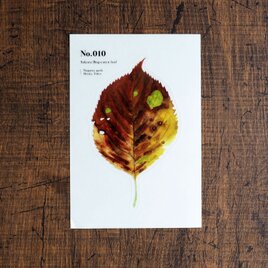 No.010 Sakura Bug-eaten leaf 透明ステッカーの画像