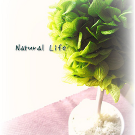 ・・・★あじさいのトピアリー★・・・