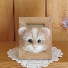 スコティッシュフォールドロングヘアーの子猫　フレーム　の画像