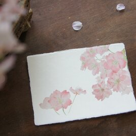 和紙の絵葉書【さくらさく】の画像