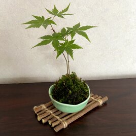 苔玉 もみじ 萩（はぎ）花置き付 WABITOの画像