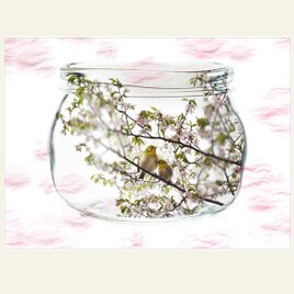 透明瓶シリーズ　山桜と2羽の目白の画像