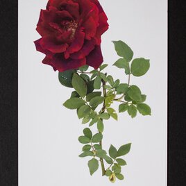 バラのポストカード　クリムゾン・グローリーの画像