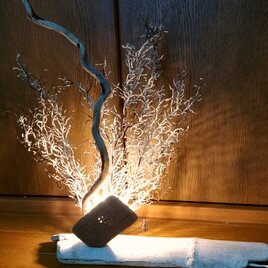 流木とウミウチワの間接照明の画像