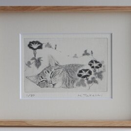 朝顔とお昼寝の猫/ 銅版画 (額あり）