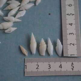 貝がら　海のおくりもの　シェル　小さい　ミニ　夏　封入　素材　標本　　レジン　ハーバリウム　キャンドル　アクセサリー　