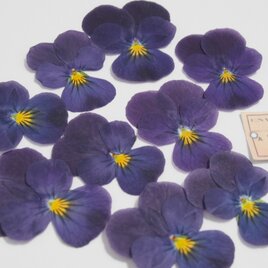 押し花　ビオラ　すみれのような紫　素材　花材　キャンドル　ハーバリウム　レジンの画像