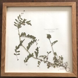 【身近な植物標本】カラスノエンドウの画像