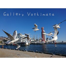 みなと神戸に咲く華 「ユリカモメ」 「カモメのいる暮らし」 2L判サイズ光沢写真横 写真のみ  神戸風景写真の画像